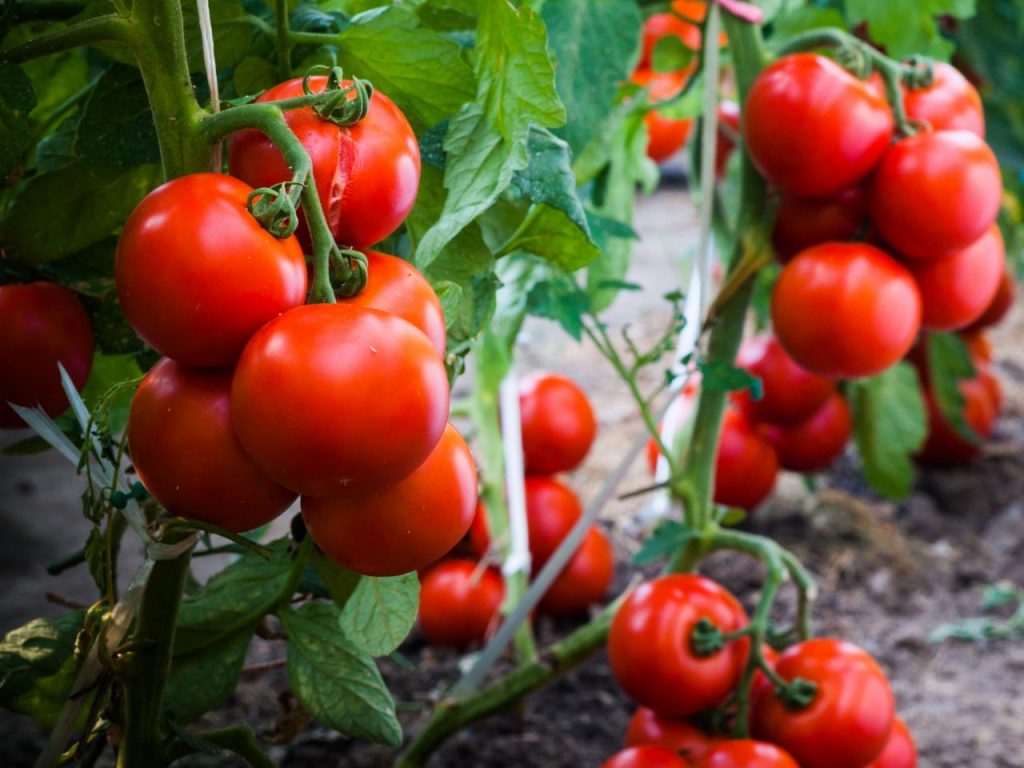 Late Summer Tomato Problems Gardeners Should Check For Fresh fruit and vegetables
